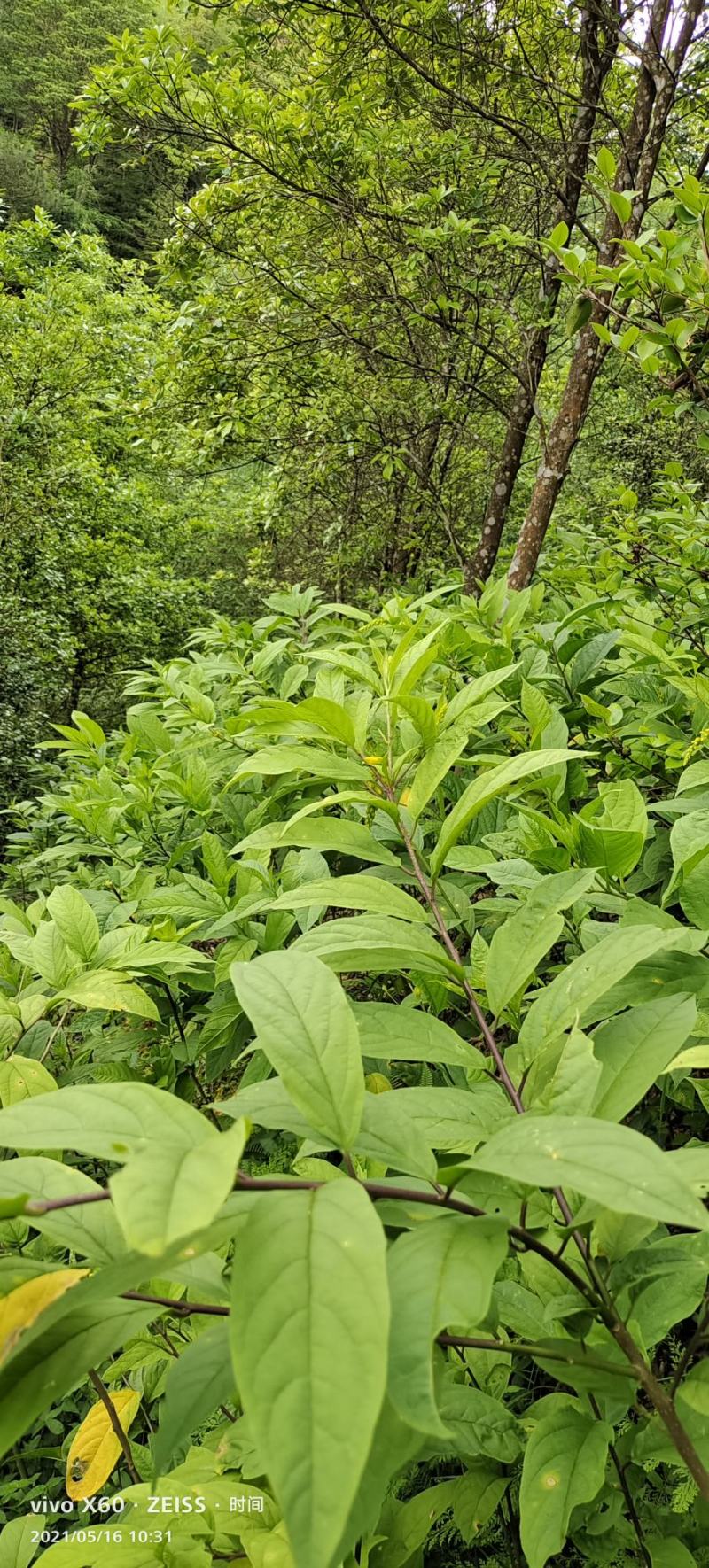 黄花倒水莲黄花倒水莲苗黄花参苗