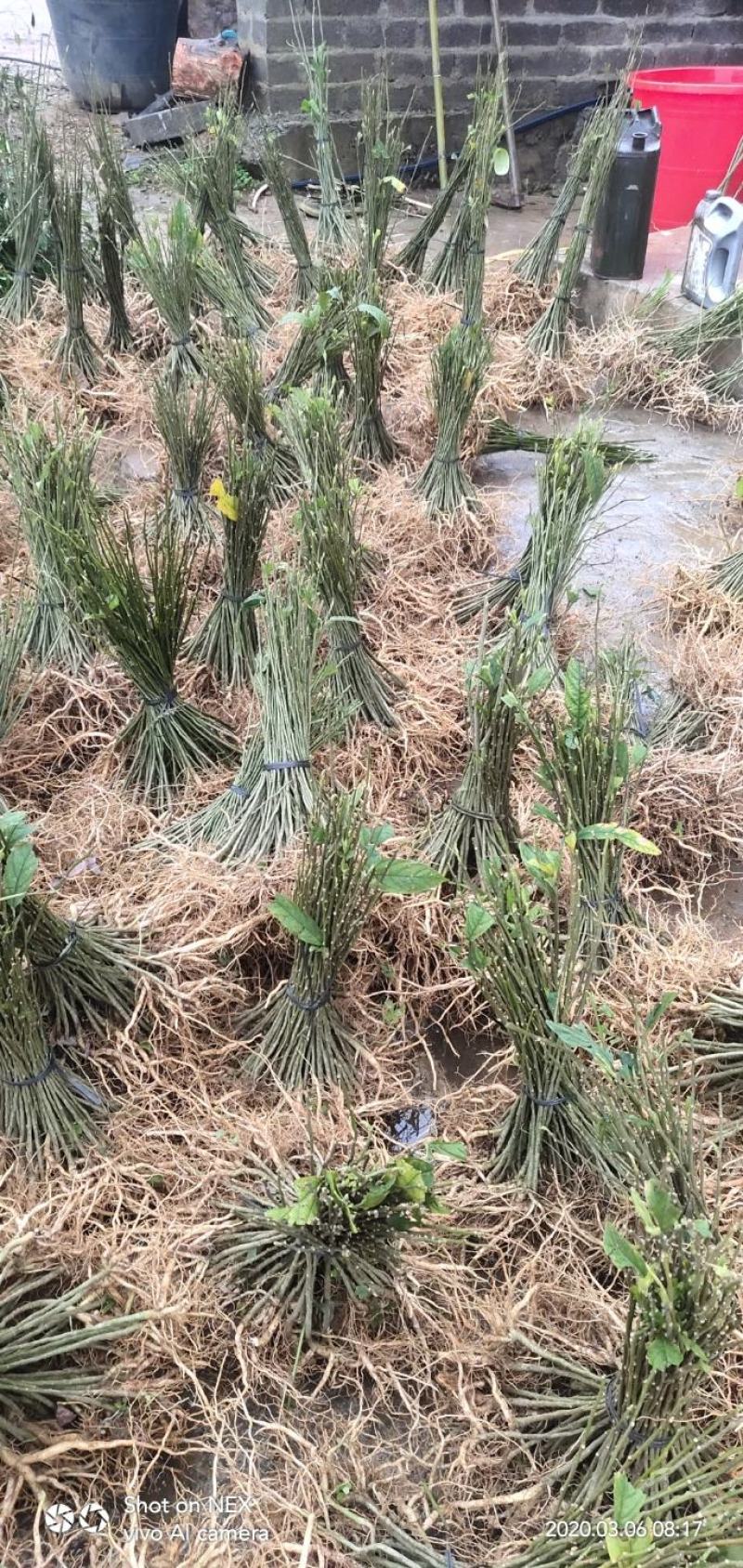 黄花倒水莲黄花倒水莲苗黄花参苗