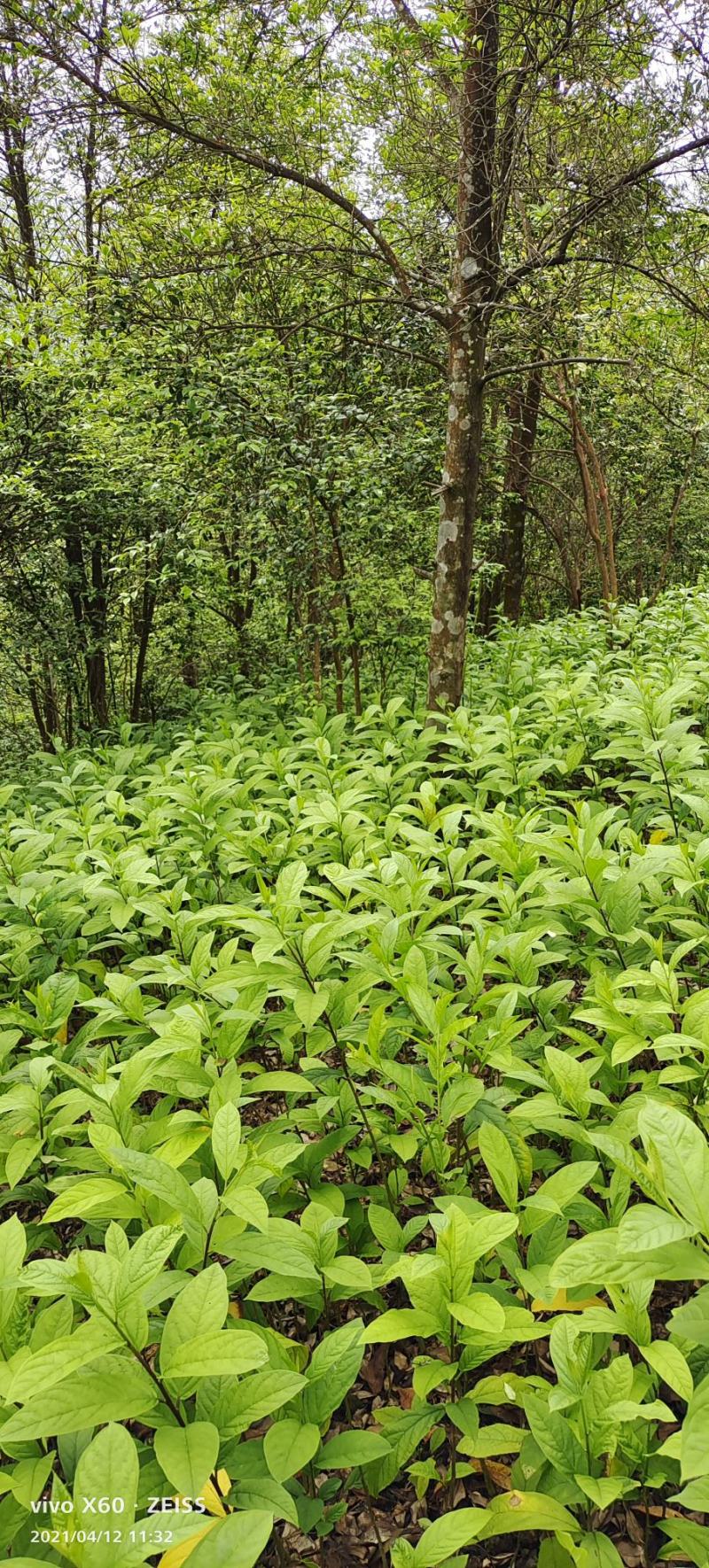 黄花倒水莲黄花倒水莲苗黄花参苗