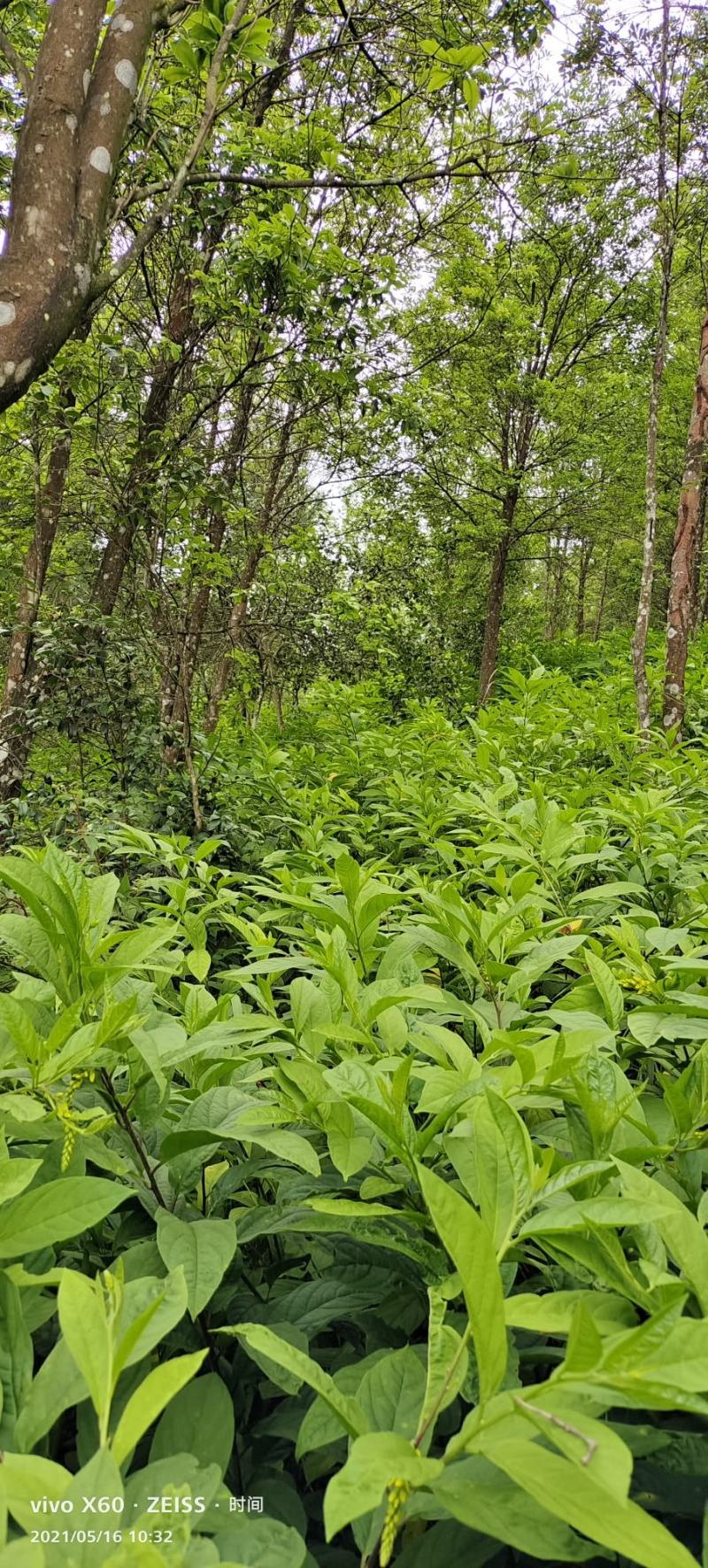 黄花倒水莲黄花倒水莲苗黄花参苗