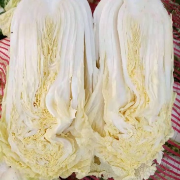 娃娃菜