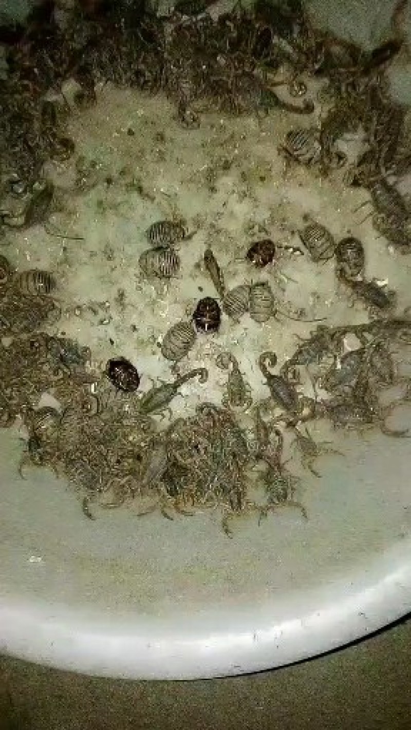 出售沂蒙山蝎子，油炸药用质量杠杠的