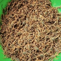 出售沂蒙山蝎子，油炸药用质量杠杠的
