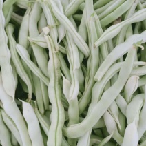 四季豆产地直销当天采摘颜色鲜亮无虫眼