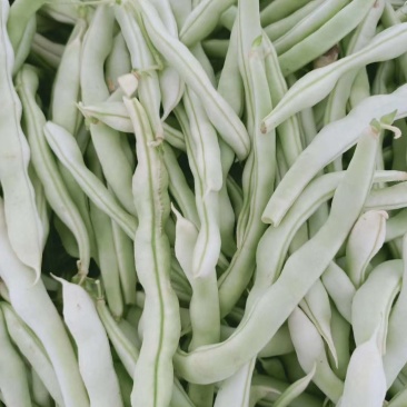 四季豆产地直销当天采摘颜色鲜亮无虫眼