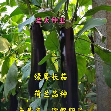茄苗—长茄绿萼片产量高早春、越夏、越冬种植