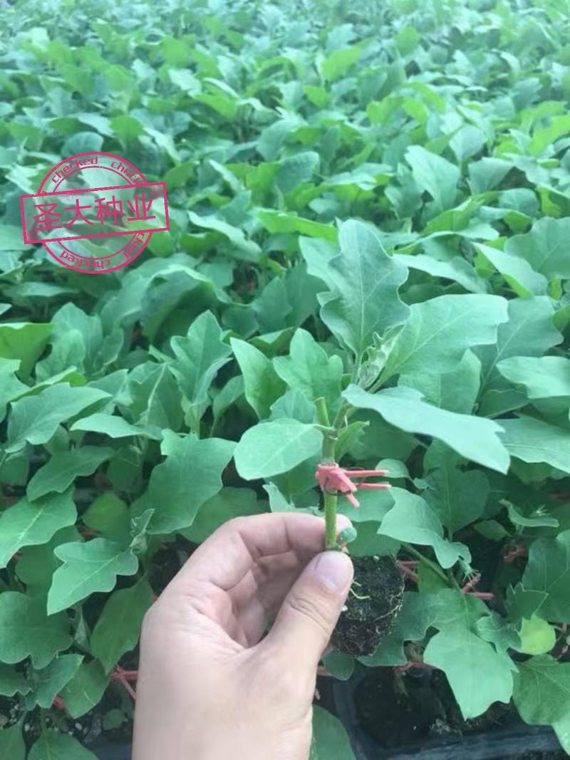 茄苗—长茄绿萼片产量高早春、越夏、越冬种植