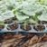 冬瓜苗，品种有黑帝，墨冠高产抗病，是目前跟市场对接最畅销