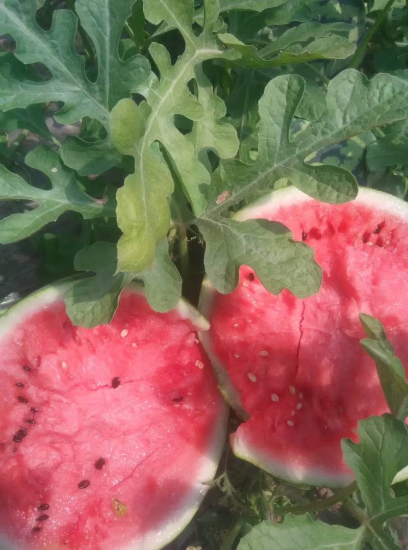 有籽无籽8424大量上市中