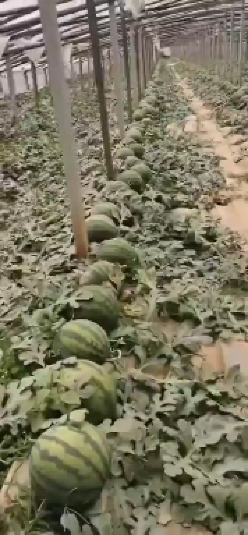 辽宁甜王大量上市红瓤黑籽精品瓜东北地区昼夜温差大含糖量高