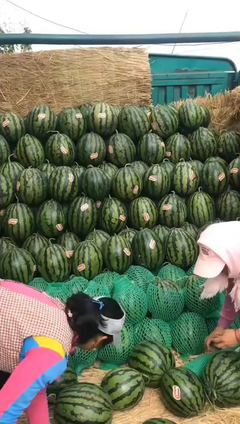 辽宁甜王大量上市红瓤黑籽精品瓜东北地区昼夜温差大含糖量高