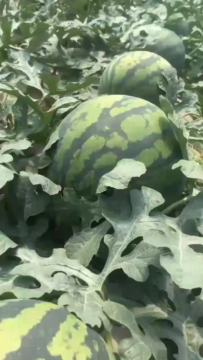 辽宁甜王大量上市红瓤黑籽精品瓜东北地区昼夜温差大含糖量高