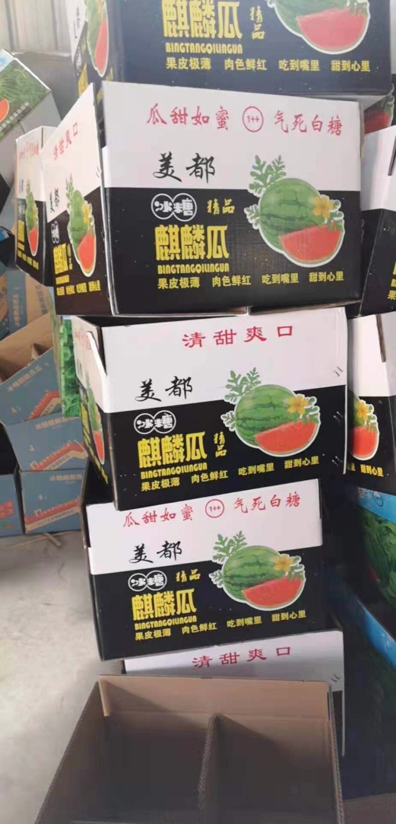 美都精品西瓜大棚种植