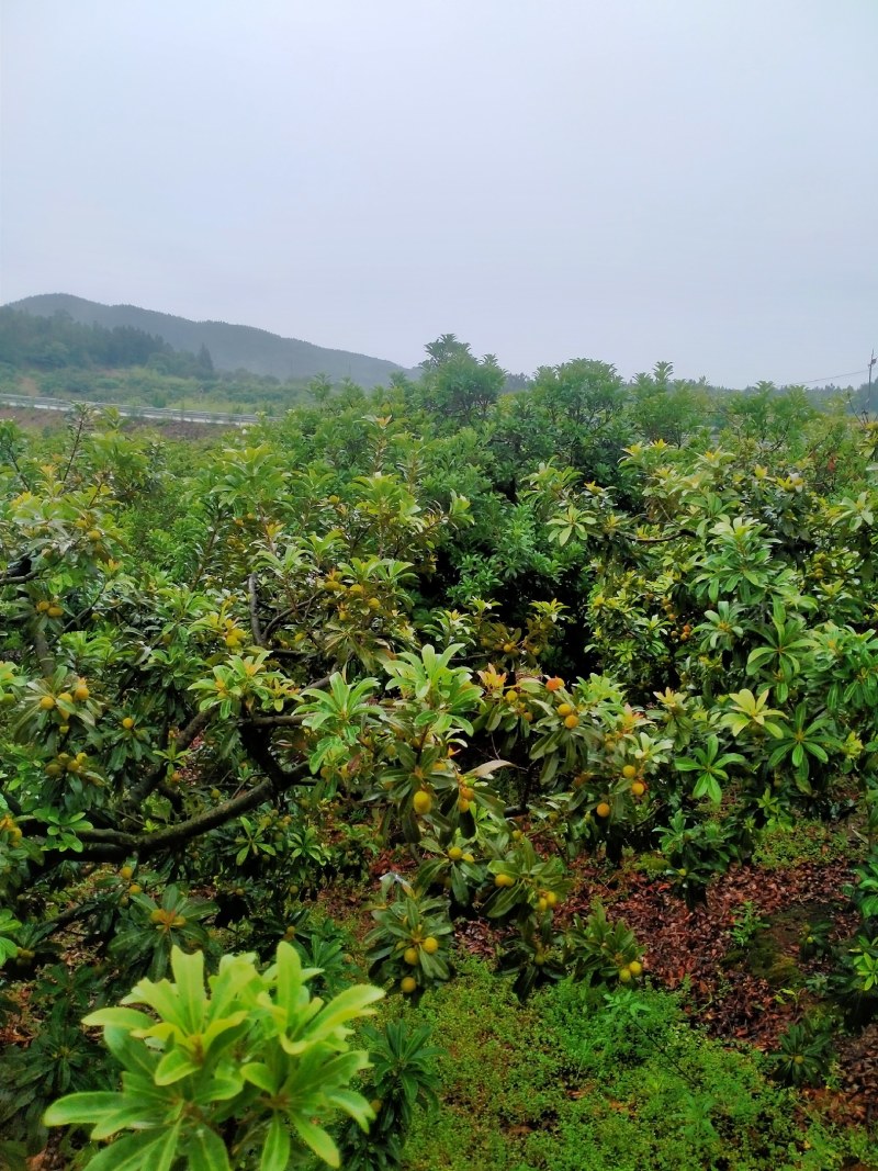 大家好，我这里有万亩果园基地，大量供应各种蔬菜水果