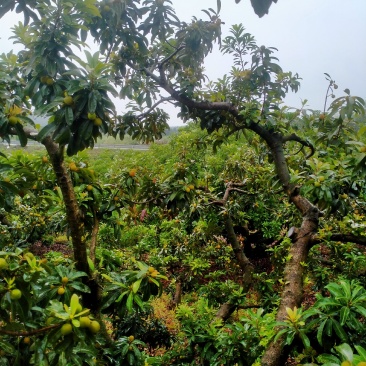 大家好，我这里有万亩果园基地，大量供应各种蔬菜水果