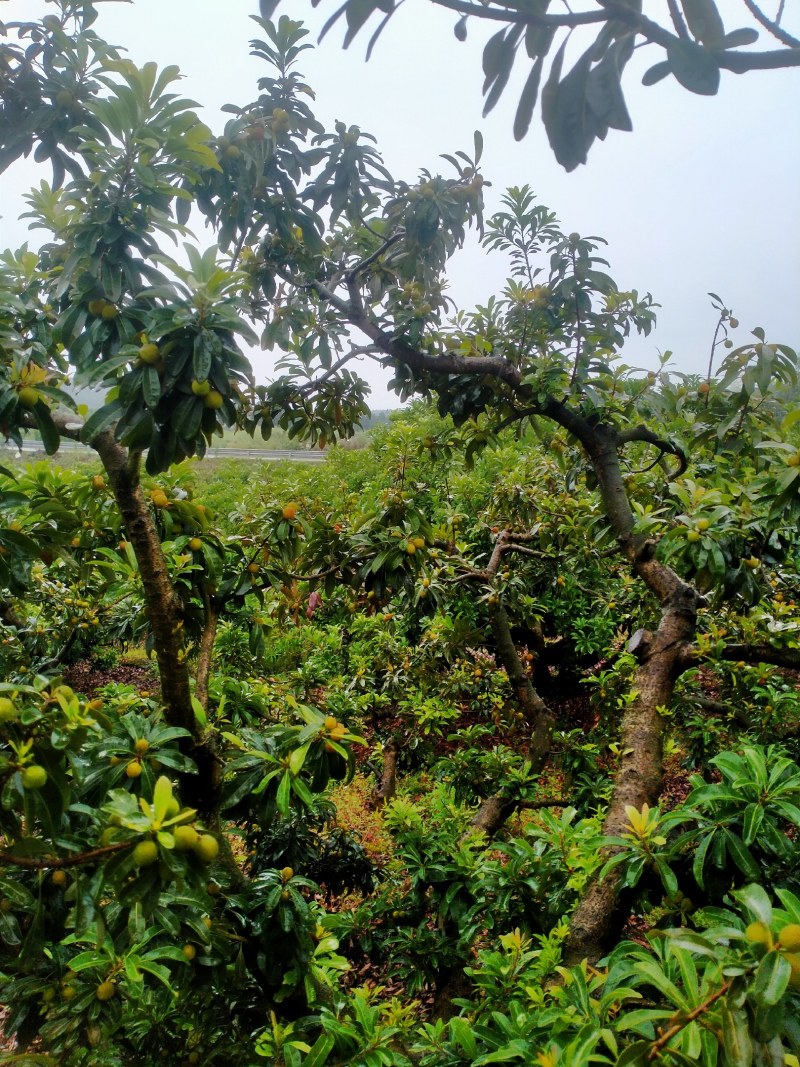 大家好，我这里有万亩果园基地，大量供应各种蔬菜水果