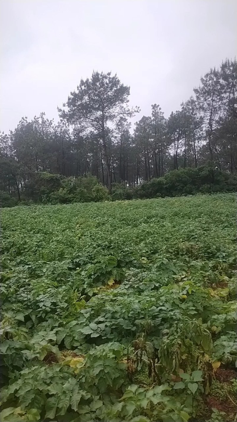 大家好，我这里有万亩果园基地，大量供应各种蔬菜水果