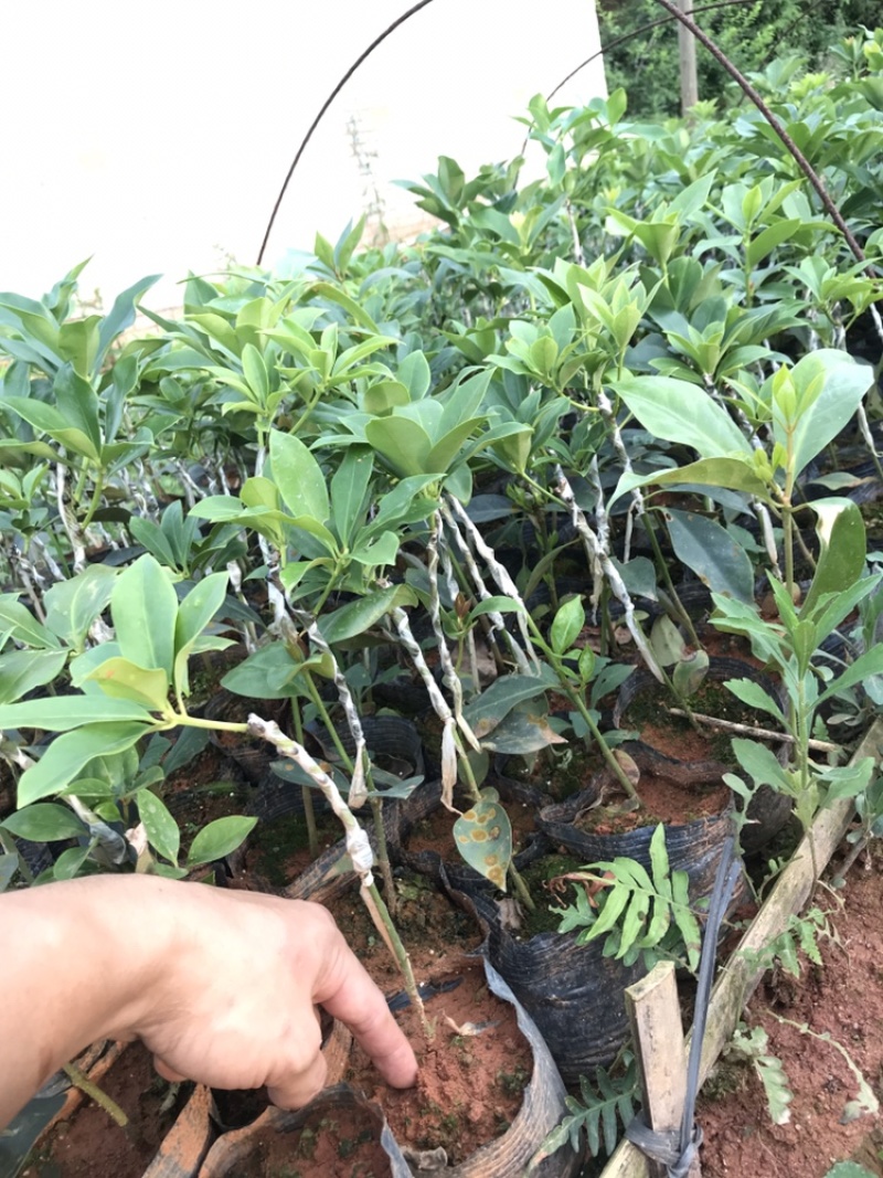 广西大红八角精选嫁接杯苗