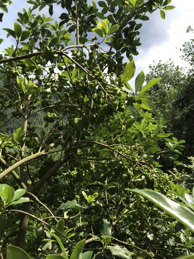 广西大红八角精选嫁接杯苗