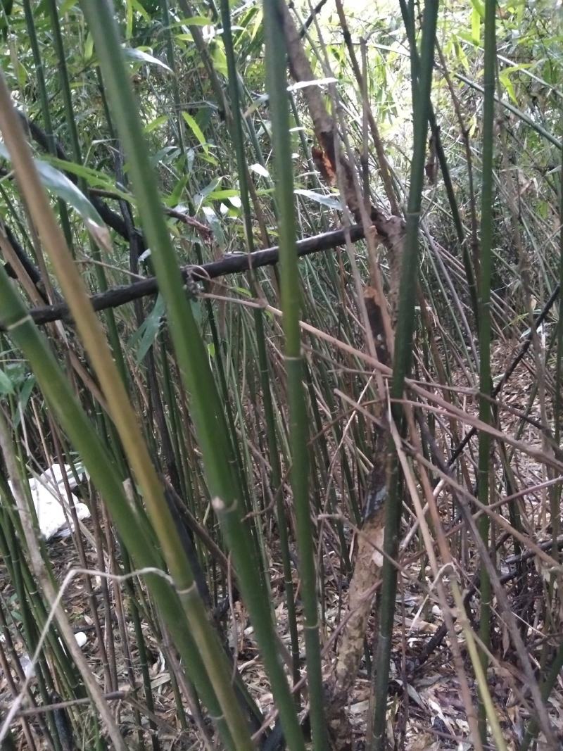 竹杆