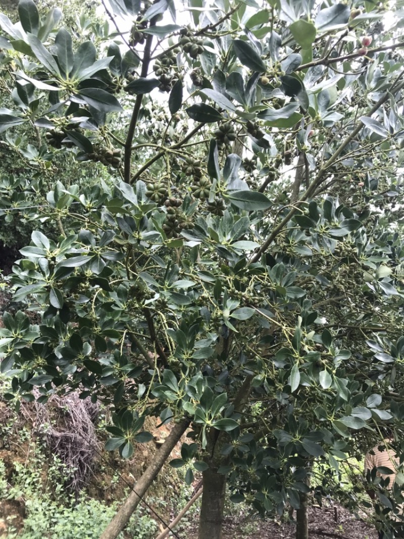 广西大红八角精选嫁接杯苗