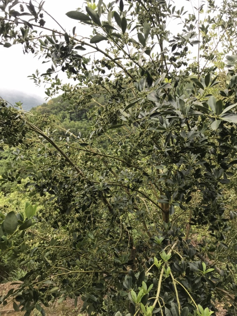 广西大红八角精选嫁接杯苗
