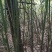 竹杆