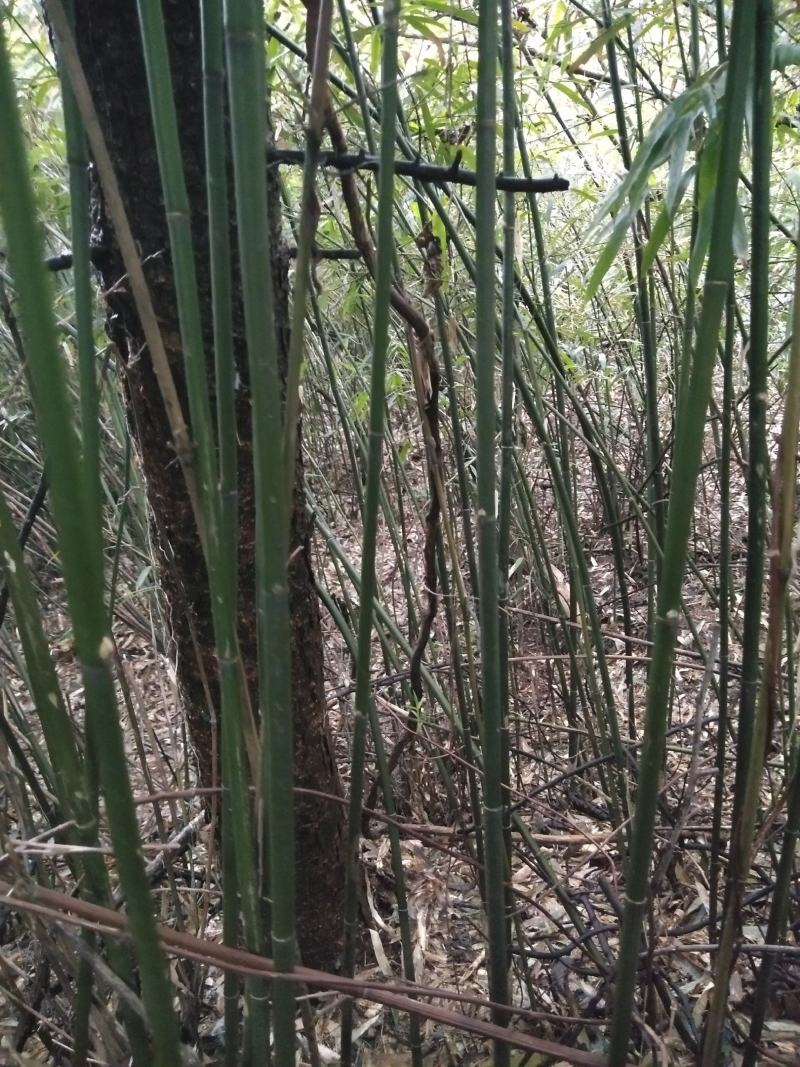 竹杆