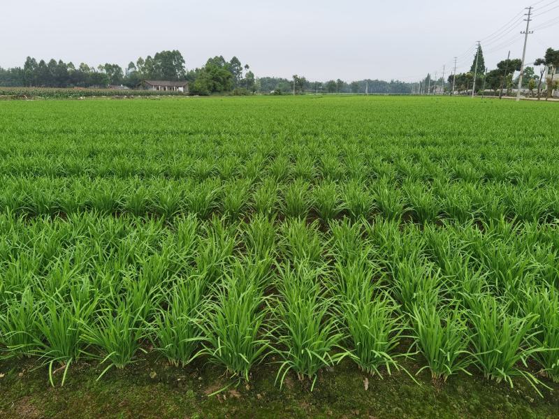 四川精品小叶韭菜百亩基地，货源充足，大量上市（以诚为本）