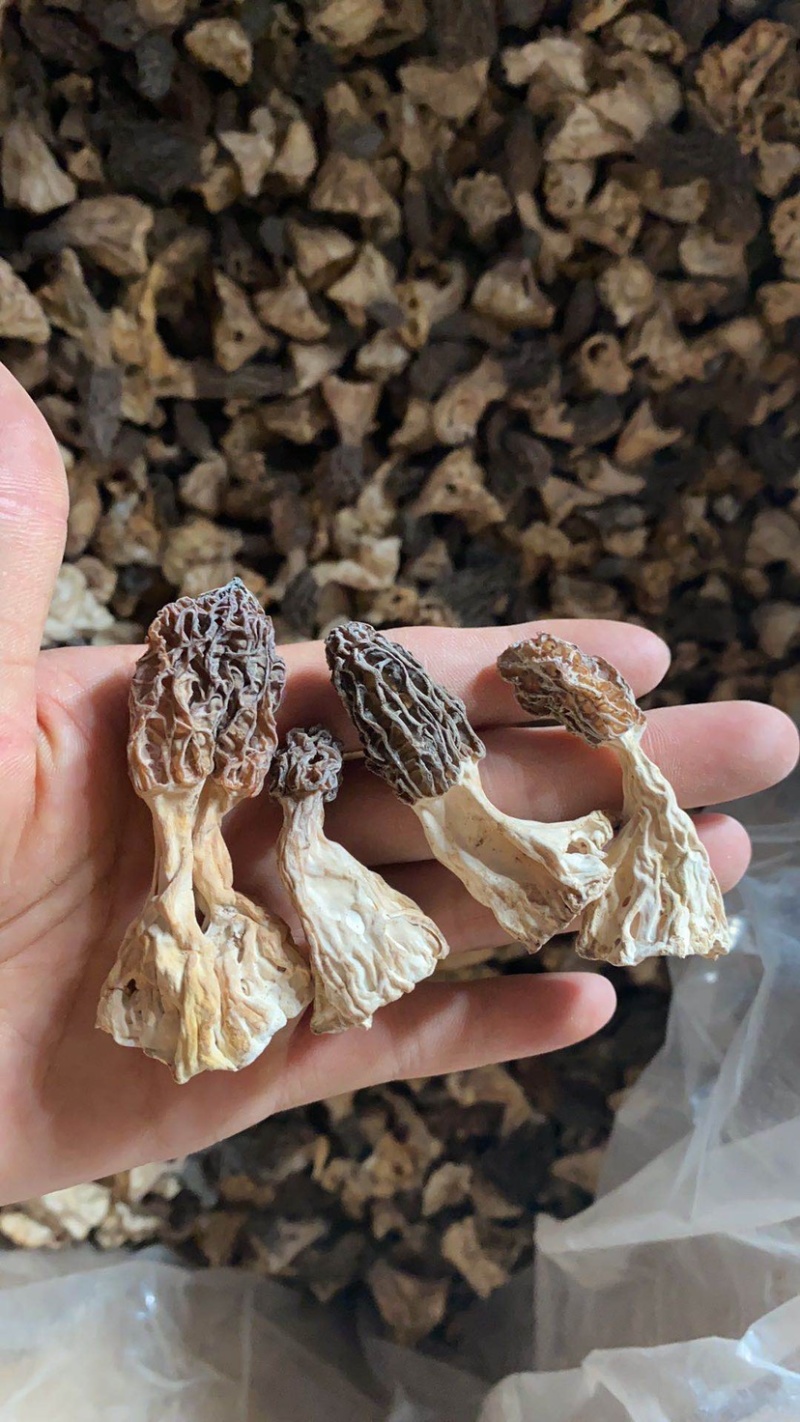 羊肚菌