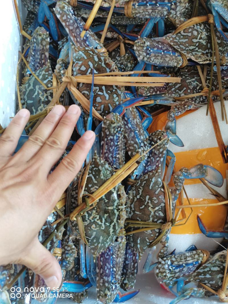 蓝花蟹，鲜活大花蟹，木头船浅网，耐养个头大适合长途空运