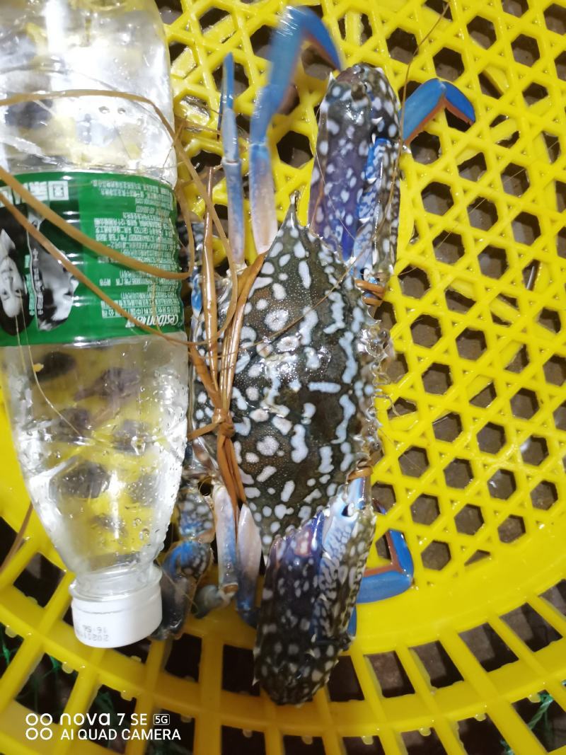 蓝花蟹，鲜活大花蟹，木头船浅网，耐养个头大适合长途空运