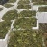 荇菜黄花荇菜水鳖