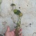 荇菜黄花荇菜水鳖