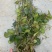 荇菜黄花荇菜水鳖