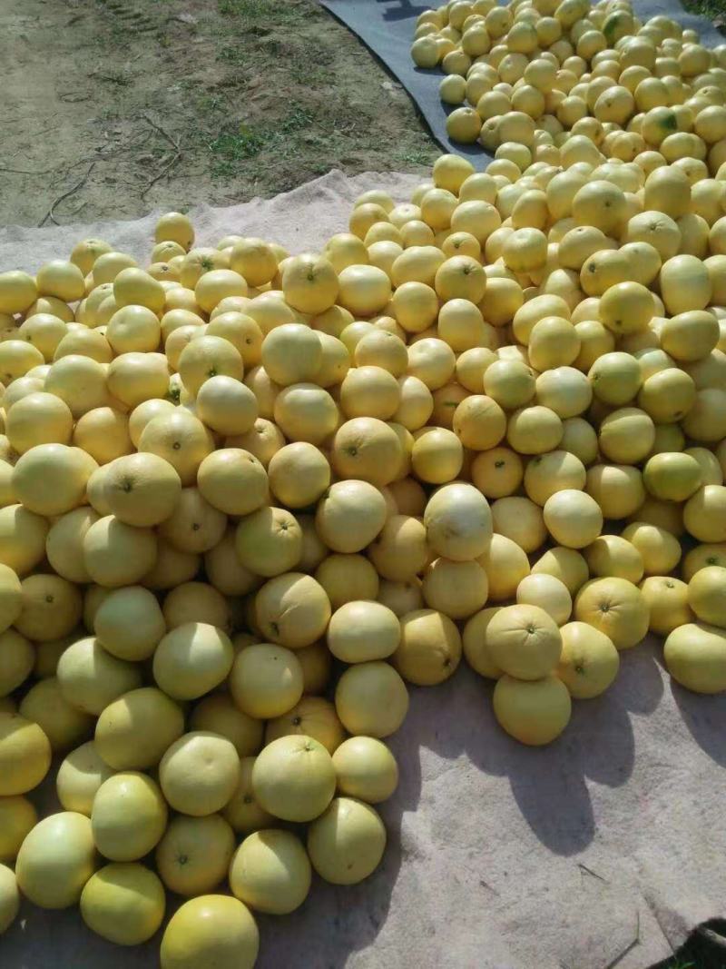 福建省平和县坂仔镇葡萄柚