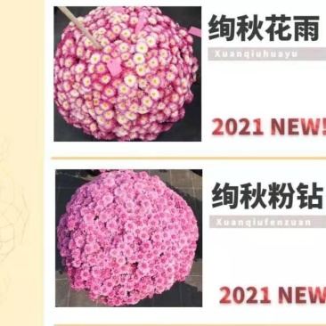 花园小菊种苗，颜色绚丽，冬春花坛必备春量大从优，预订发售