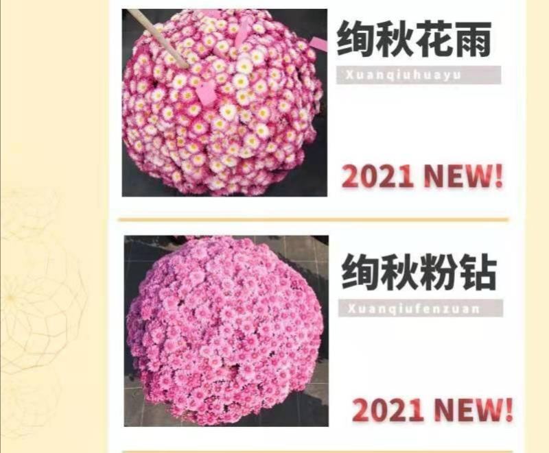 花园小菊种苗，颜色绚丽，冬春花坛必备春量大从优，预订发售