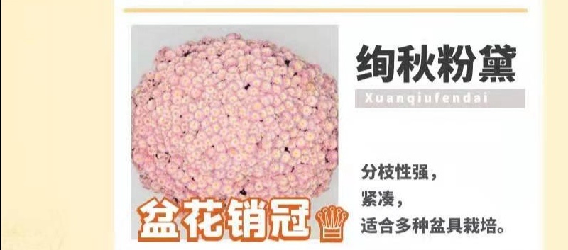花园小菊种苗，颜色绚丽，冬春花坛必备春量大从优，预订发售