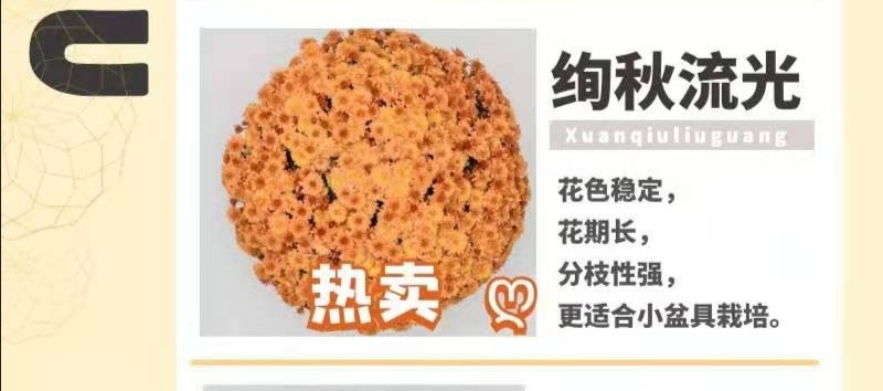 花园小菊种苗，颜色绚丽，冬春花坛必备春量大从优，预订发售