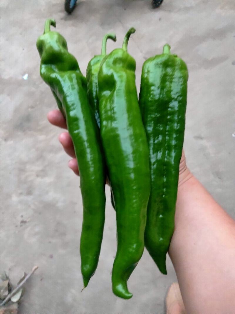 安徽薄皮辣椒（301）陆续上市，产地直供，