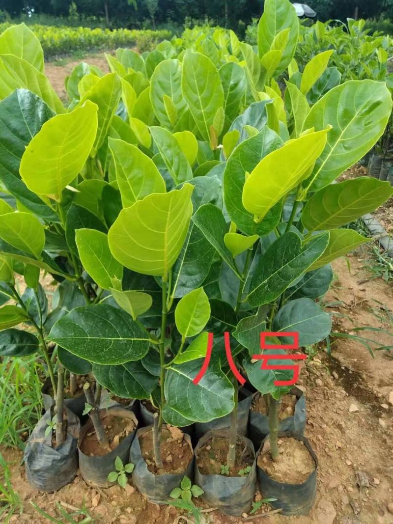 泰国8号菠萝蜜苗……