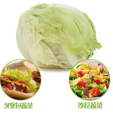 云南产区精品蔬菜合作社产地直销提供优质货源，水菜，特菜，