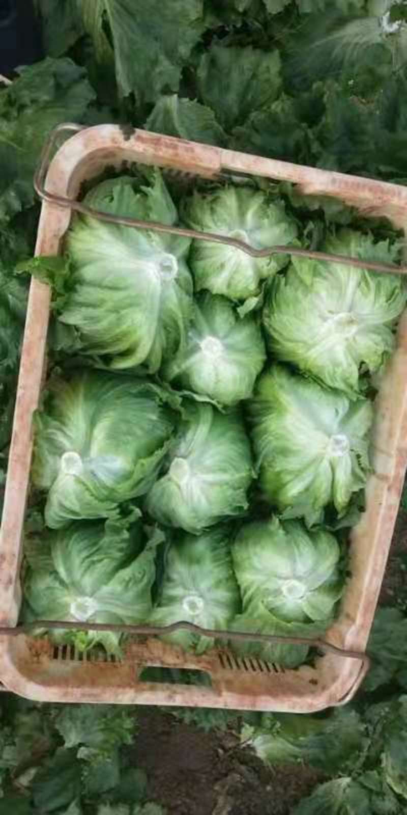 云南产区精品蔬菜合作社产地直销提供优质货源，水菜，特菜，