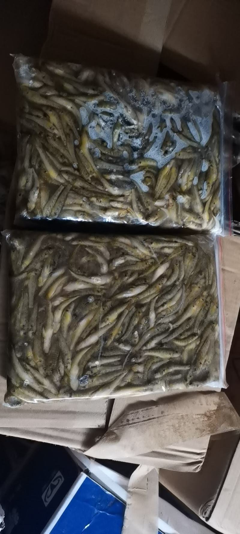 3-5公分山坑鱼