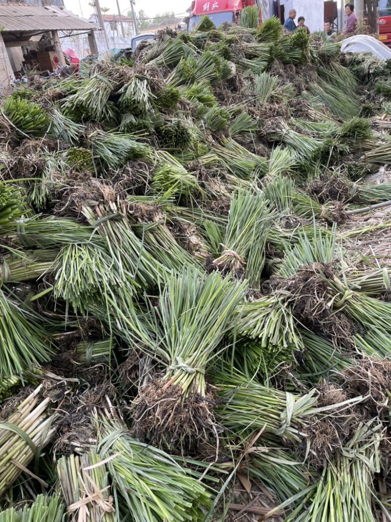 藨草三楞草莎草荆三楞稗草