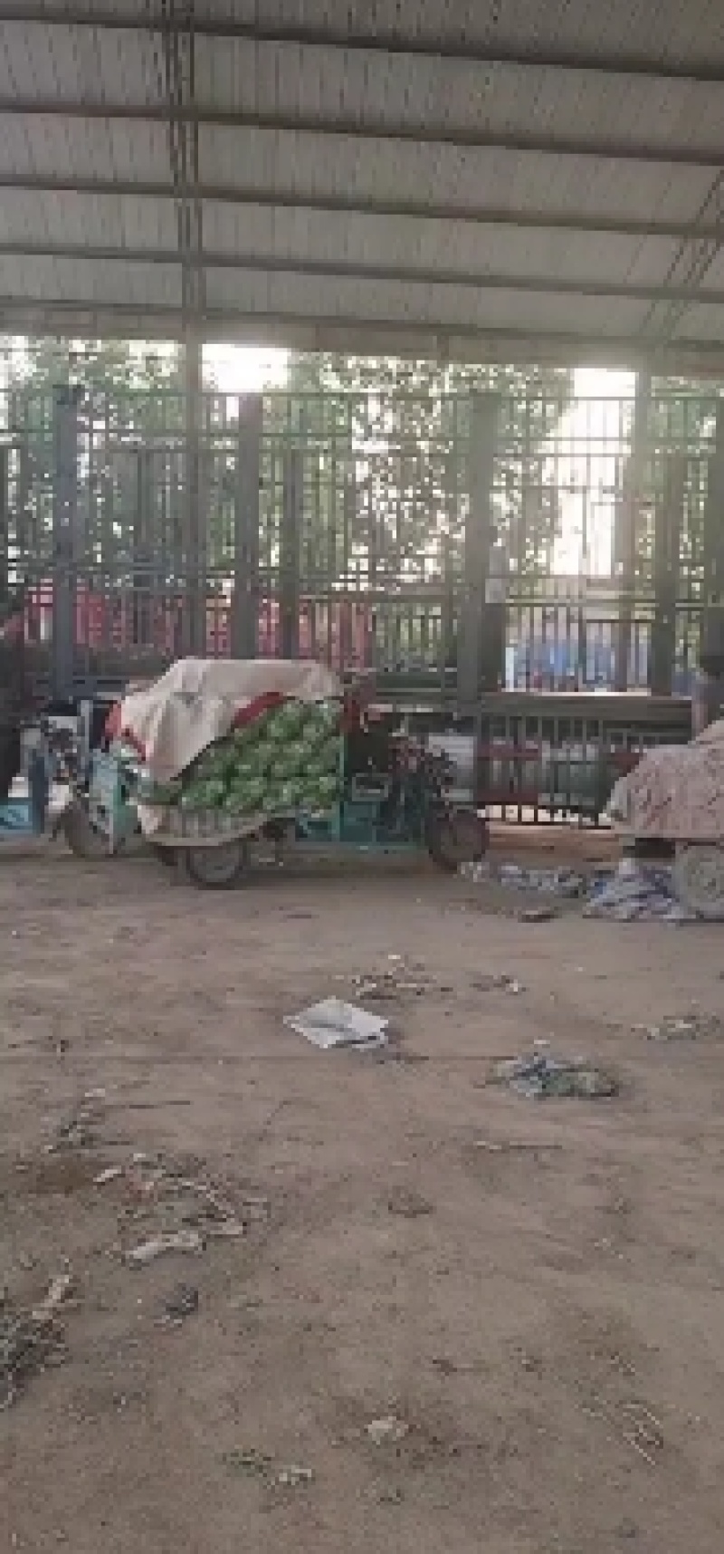 精品无根甘蓝
