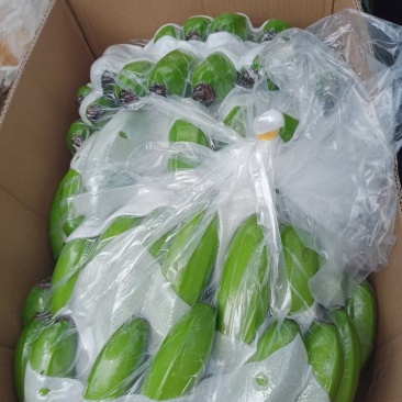 海南东方巴西苗香蕉