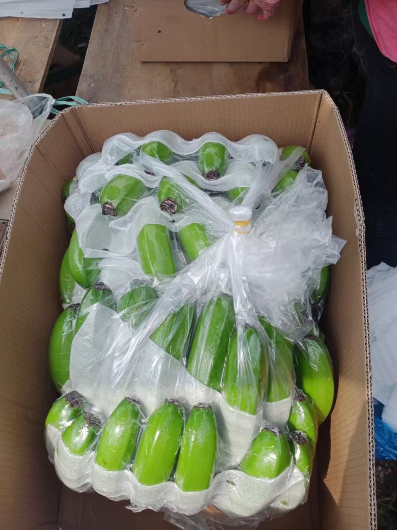 海南东方巴西苗香蕉