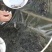 花鲢鱼苗、大头鱼苗。规格很漂亮的，价格实惠。